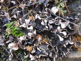 Peltigera neckeri image