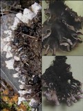 Peltigera neckeri image