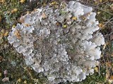 Peltigera praetextata image