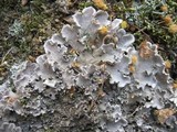 Peltigera praetextata image