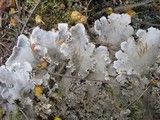 Peltigera praetextata image