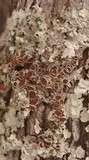 Lobaria quercizans image