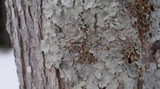 Lobaria quercizans image