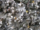 Peltigera rufescens image