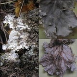 Peltigera rufescens image