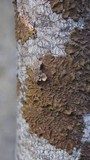 Melanelixia subaurifera image