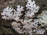 Hypotrachyna taylorensis image