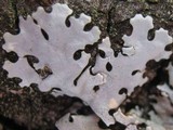 Hypotrachyna taylorensis image