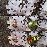 Hypotrachyna taylorensis image