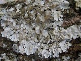 Parmotrema tinctorum image