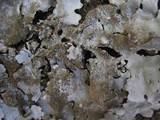 Parmotrema tinctorum image