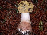 Amanita augusta image