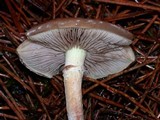 Pholiota velaglutinosa image