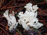 Clavulina rugosa image