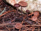 Gymnopus villosipes image