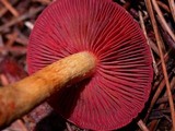Cortinarius smithii image