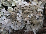 Parmelia saxatilis image