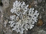 Parmelia saxatilis image