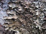 Parmelia omphalodes image
