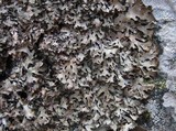 Parmelia omphalodes image