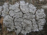 Physcia aipolia image