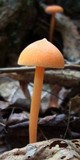 Entoloma salmoneum image
