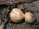 Bovista plumbea image