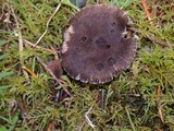 Tricholoma myomyces var. cystidiotum image