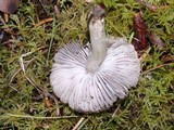 Tricholoma myomyces var. cystidiotum image