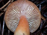Lactarius substriatus image