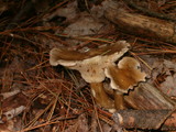 Ampulloclitocybe clavipes image