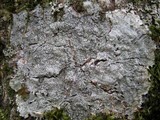 Pertusaria albescens var. albescens image