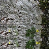 Pertusaria albescens var. albescens image