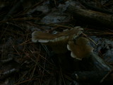 Ampulloclitocybe clavipes image