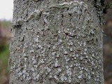 Pertusaria albescens var. albescens image