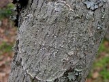 Pertusaria albescens var. albescens image