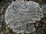 Pertusaria albescens var. albescens image
