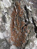 Caloplaca ferruginea image