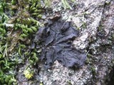 Collema subflaccidum image
