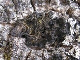 Collema furfuraceum image