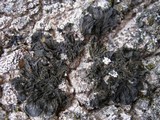 Collema furfuraceum image