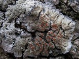 Degelia plumbea image