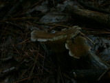 Ampulloclitocybe clavipes image