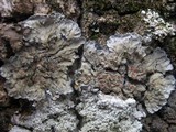 Degelia plumbea image