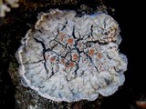 Degelia plumbea image