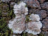 Degelia plumbea image