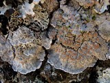 Degelia plumbea image