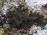 Collema nigrescens image