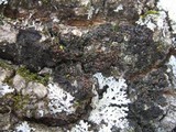 Collema nigrescens image