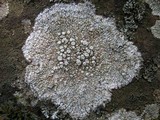 Ochrolechia parella image